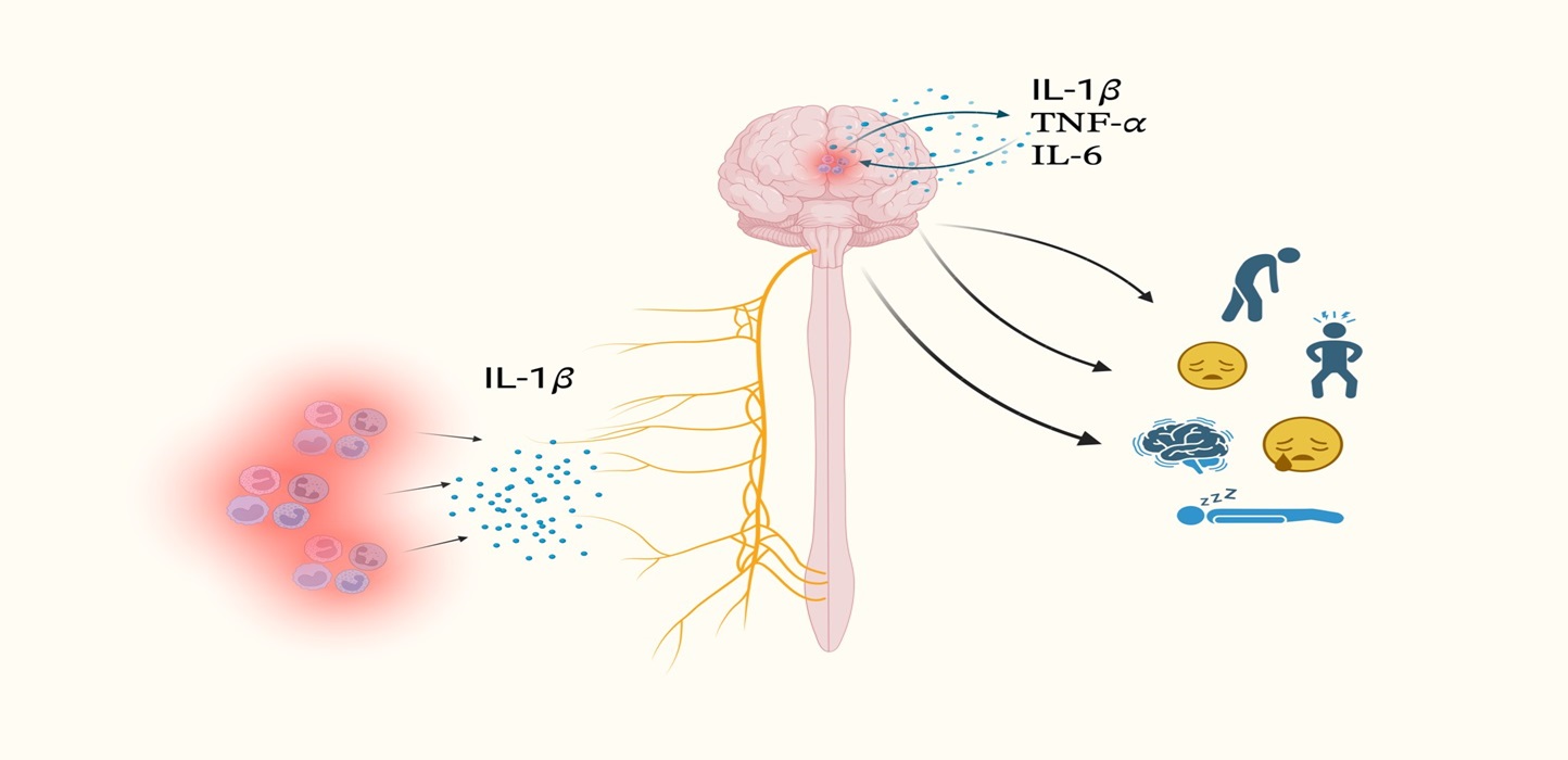 Vulvodinia e la sessualità: non è “tutto nella tua testa”, ma il cervello conta. - CIS