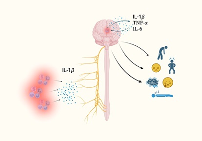 Vulvodinia e la sessualità: non è “tutto nella tua testa”, ma il cervello conta. - Centro Italiano di Sessuologia